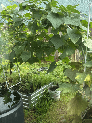 Heirloom Cucumber Seeds Non-GMO Pickling High-Yield Vines Trellis Organic Home Vegetable Garden