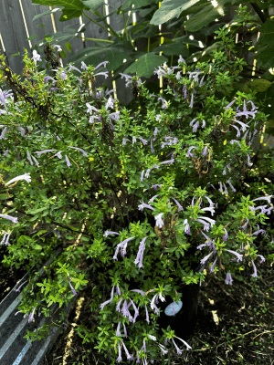 Mexican Oregano Seeds Heirloom Non-GMO Pungent, Tacos, Salsas, Drought-Tolerant Perennial