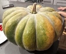 Acorn Squash Seeds Heirloom Non-GMO Sweet Orange Flesh Ribbed Winter Storage Roast Stuff Fall Harvest Garden