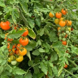Orange Cherry Tomato Seeds Heirloom Non-GMO Sweet  Low-Acid Snacking Salads High-Yield Vines